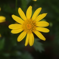 Euryops chrysanthemoides (DC.) B.Nord.